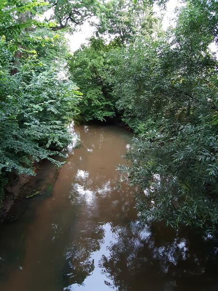 Blick auf das Wasser des Flusses Fuhse. Viele grüne Büsche ragen über das Wasser.