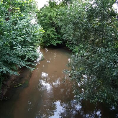 Blick auf das Wasser des Flusses Fuhse. Viele grüne Büsche ragen über das Wasser.